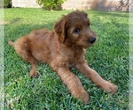 Small Photo #6 Goldendoodle Puppy For Sale in RANCHO CUCAMONGA, CA, USA