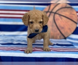 Double Doodle Puppy for sale in LANCASTER, PA, USA