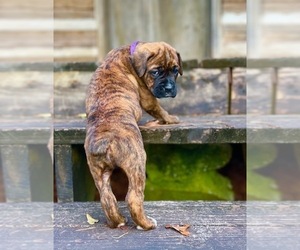 Boxer Puppy for sale in AIKEN, SC, USA