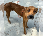 Small #1 Black Mouth Cur Mix