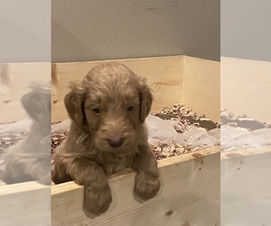 Goldendoodle Puppy for Sale in MACOMB, Missouri USA