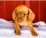 Small #6 Dachshund