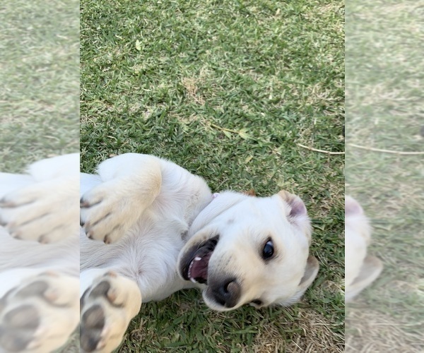 Medium Photo #6 Labrador Retriever Puppy For Sale in MESA, AZ, USA