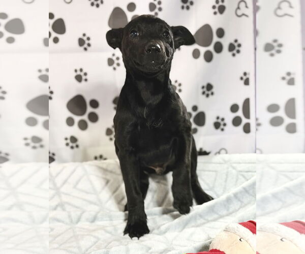 Medium Photo #4 Collie-Unknown Mix Puppy For Sale in SHERBURNE, NY, USA