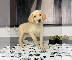 Labradoodle Puppy for sale in FRANKLIN, IN, USA