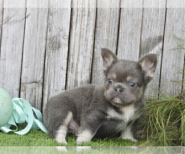 Medium Photo #13 French Bulldog Puppy For Sale in NAPLES, FL, USA