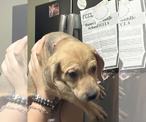 Coonhound-Unknown Mix Dogs for adoption in The Woodlands, TX, USA