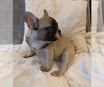 Small French Bulldog