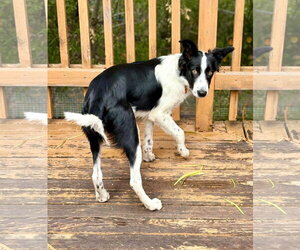 Ralphie - Male Border Collie-Unknown Mix Dog for Adoption - Photo #4