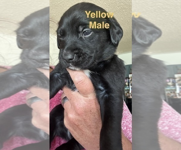 Medium Photo #5 Golden Retriever-Unknown Mix Puppy For Sale in MARION, IN, USA