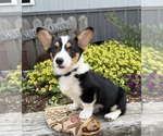 Small #4 Pembroke Welsh Corgi