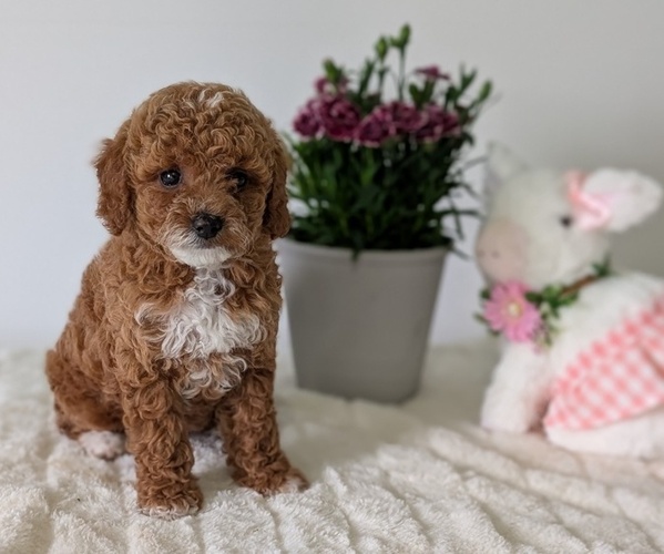 Medium Photo #2 Goldendoodle (Miniature) Puppy For Sale in GOSHEN, IN, USA