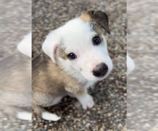 Medium Photo #2 Mutt Puppy For Sale in Bemidji, MN, USA