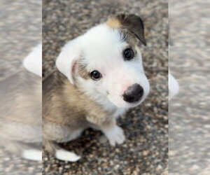 Wobbles - Male Mutt Dog for Adoption - Photo #2