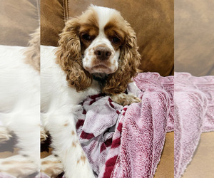 Father of the Cocker Spaniel puppies born on 09/08/2025