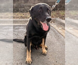 Mutt Dogs for adoption in Lake Wylie, SC, USA