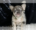 Small #1 French Bulldog