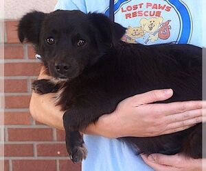 Pomeranian-Unknown Mix Dogs for adoption in Carrollton, TX, USA