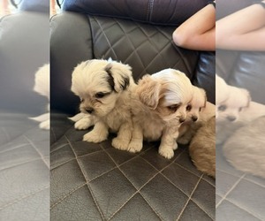 Shih Tzu Puppy for Sale in PHELAN, California USA