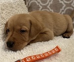 Small Photo #1 Labrador Retriever Puppy For Sale in TWIN FALLS, ID, USA