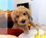 Puppy Peaches Miniature Labradoodle
