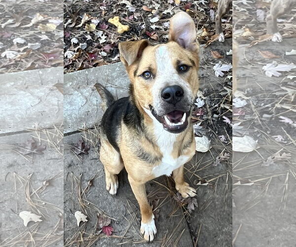 Medium Photo #13 American Staffordshire Terrier-Unknown Mix Puppy For Sale in Holly Springs, NC, USA