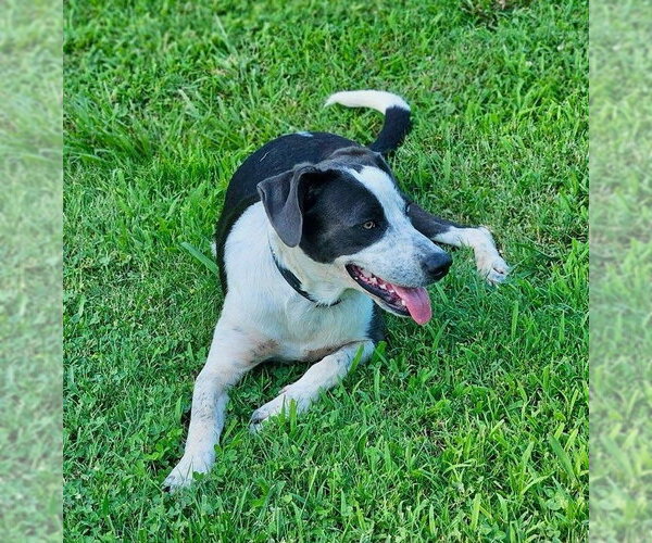 Medium Photo #5 Border Collie-Unknown Mix Puppy For Sale in Wakefield, RI, USA