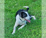 Small #4 Border Collie Mix