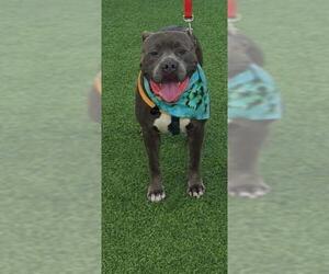 American Staffordshire Terrier Dogs for adoption in San Antonio, TX, USA
