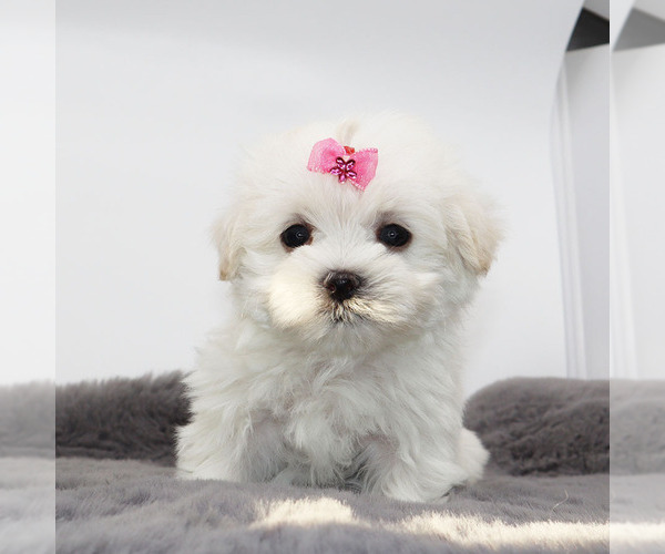 Medium Photo #1 Maltese Puppy For Sale in LOS ANGELES, CA, USA
