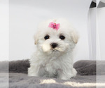 Small Maltese