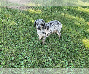 Mother of the Poodle (Miniature) puppies born on 07/31/2023