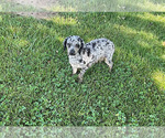 Small Photo #1 Poodle (Miniature) Puppy For Sale in MIDDLEBURY, IN, USA