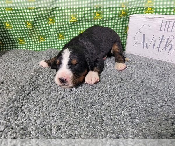 Medium Photo #28 Bernese Mountain Dog Puppy For Sale in BLACK FOREST, CO, USA