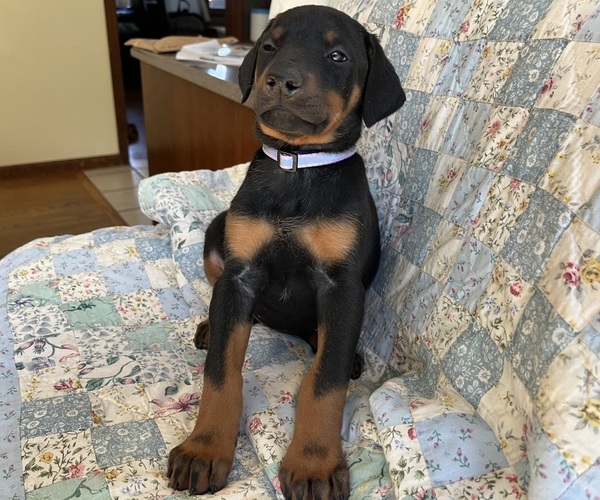 Medium Photo #5 Doberman Pinscher Puppy For Sale in BRISTOL, CT, USA