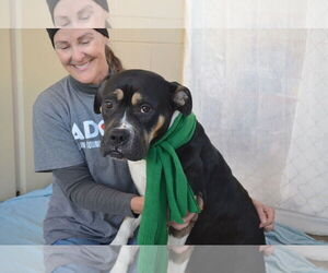 Mastiff-Unknown Mix Dogs for adoption in McKinney, TX, USA