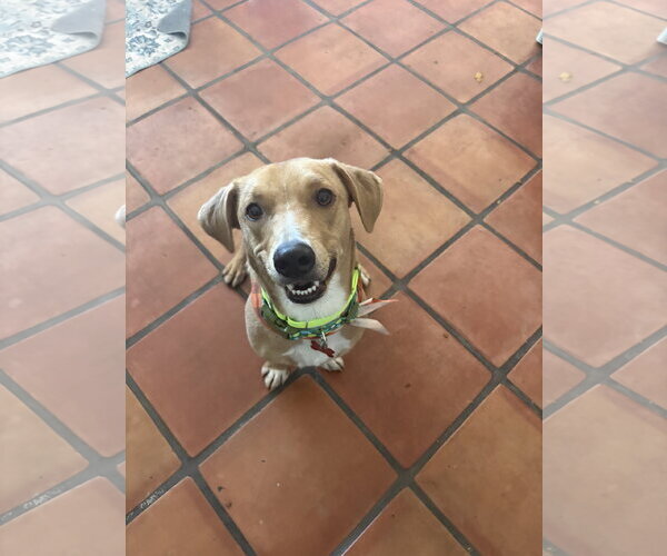 Medium Photo #5 Bassetdor Puppy For Sale in San Diego, CA, USA
