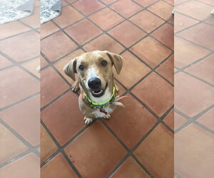 Chance - Male Bassetdor Dog for Adoption - Photo #5