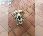 Small Photo #5 Bassetdor Puppy For Sale in San Diego, CA, USA