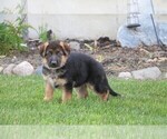 Small Photo #5 German Shepherd Dog Puppy For Sale in MILFORD, IN, USA