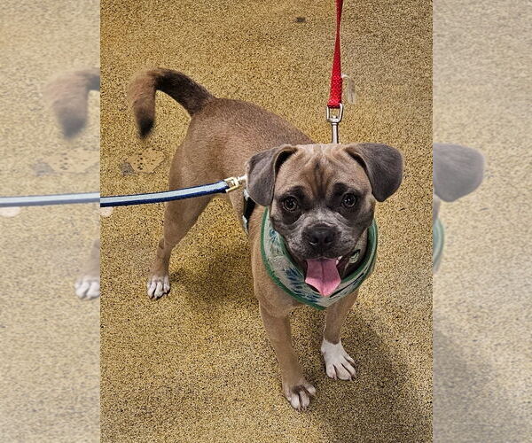 Medium Photo #3 Puggle Puppy For Sale in Missouri City, TX, USA