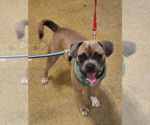 Donahue - Male Puggle Dog for Adoption - Photo #3