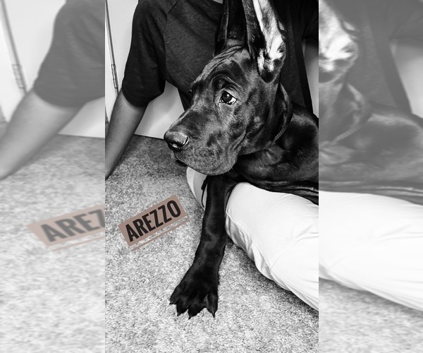 Medium Photo #5 Great Dane Puppy For Sale in COLUMBUS, OH, USA