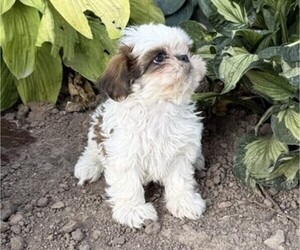 Shih Tzu Puppy for sale in THORP, WI, USA