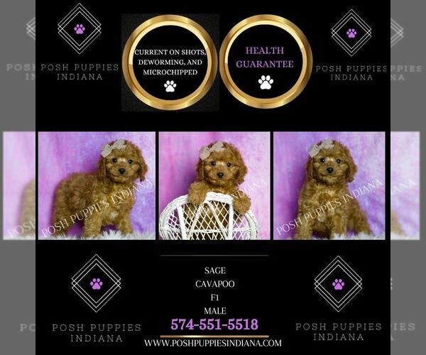 Medium Photo #50 Cavapoo (Miniature) Puppy For Sale in WARSAW, IN, USA