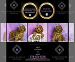 Small Photo #50 Cavapoo (Miniature) Puppy For Sale in WARSAW, IN, USA