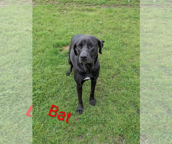 Medium Photo #4 Mutt Puppy For Sale in Rockaway, NJ, USA