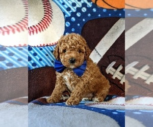 Poodle (Miniature) Puppy for sale in NEW PROVIDENCE, PA, USA