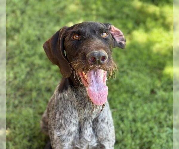 Medium Photo #1 German Wirehaired Pointer Puppy For Sale in Tulsa, OK, USA