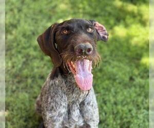 German Wirehaired Pointer Dogs for adoption in Tulsa, OK, USA